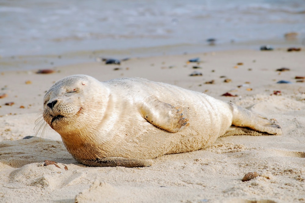 Eine Robbe liegt am Strand