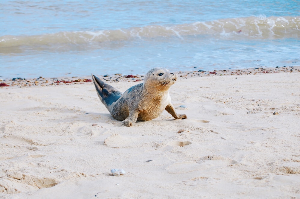 a seal on a beach