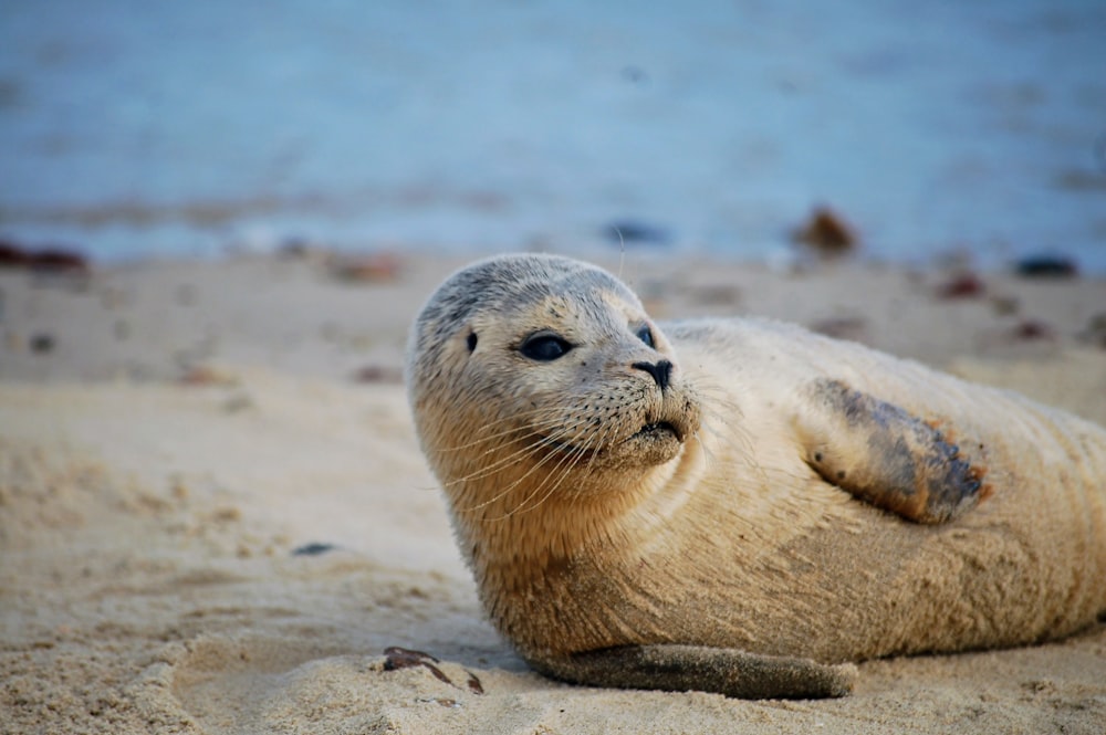 a seal lying on the beach