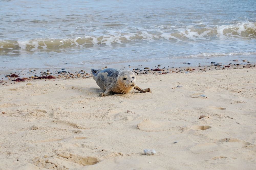 Eine Robbe am Strand