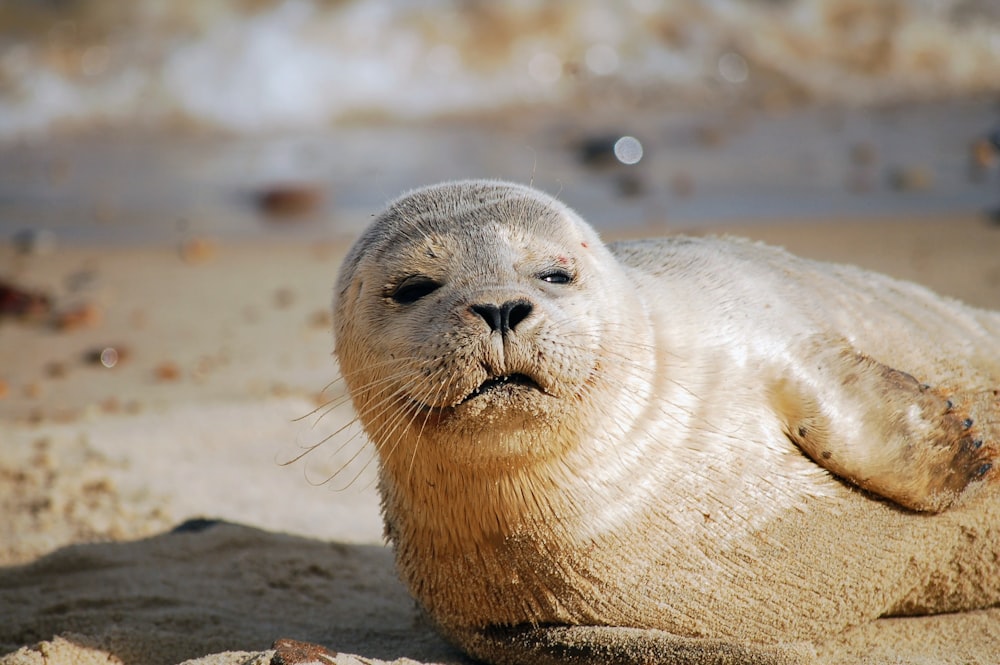 a seal lying on the sand