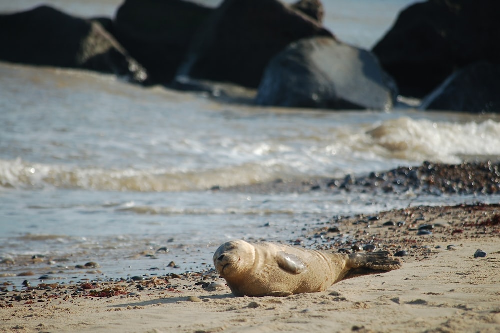 una foca sdraiata sulla spiaggia