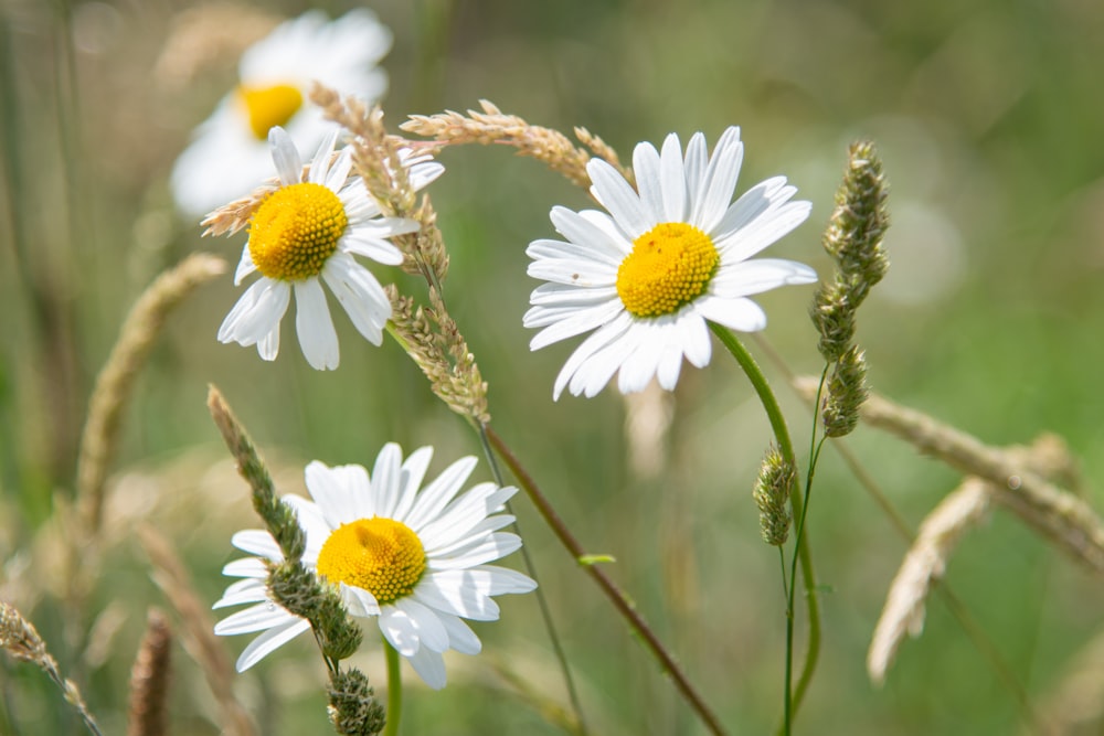 a group of white flowers