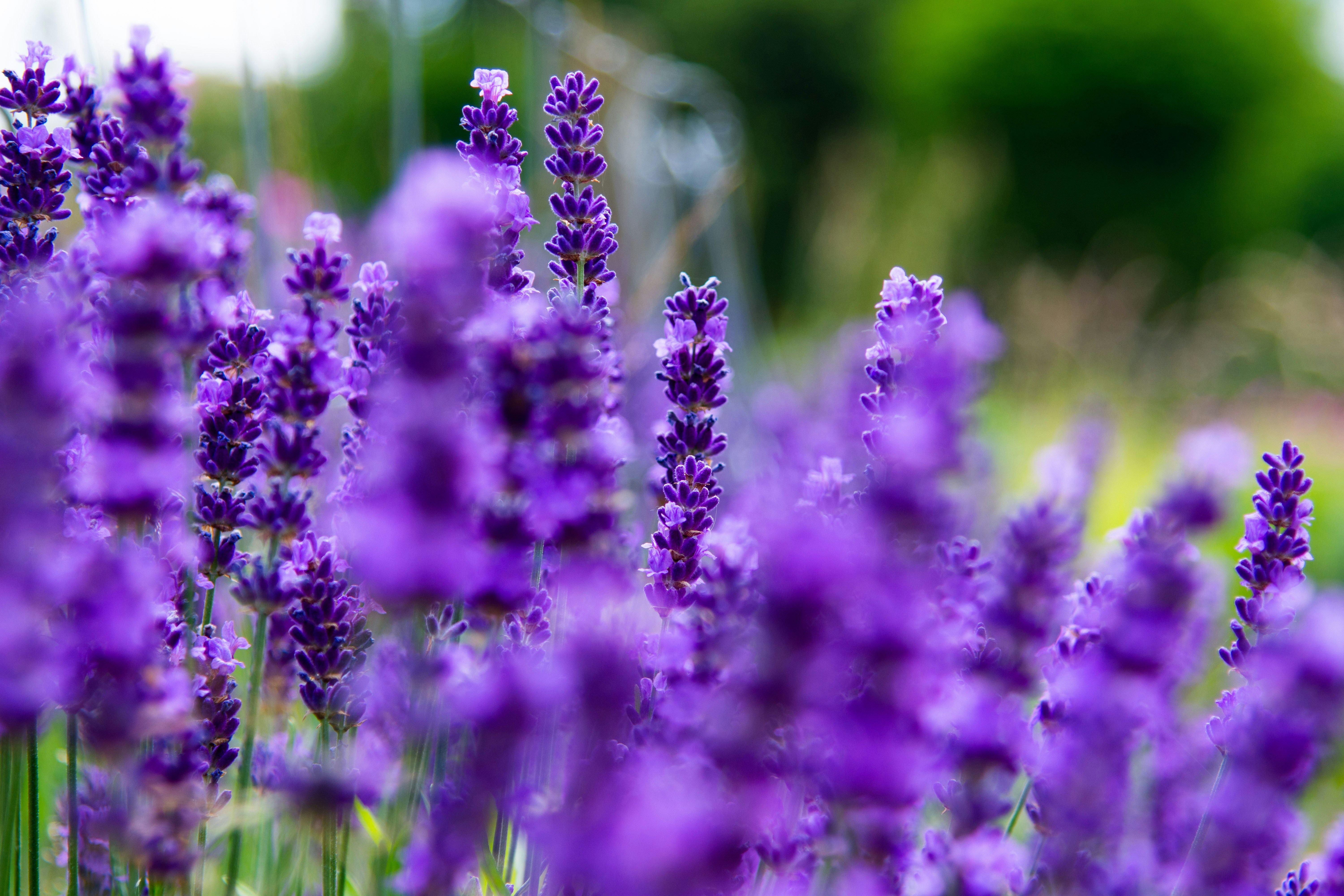 Photo by maplerockdesign