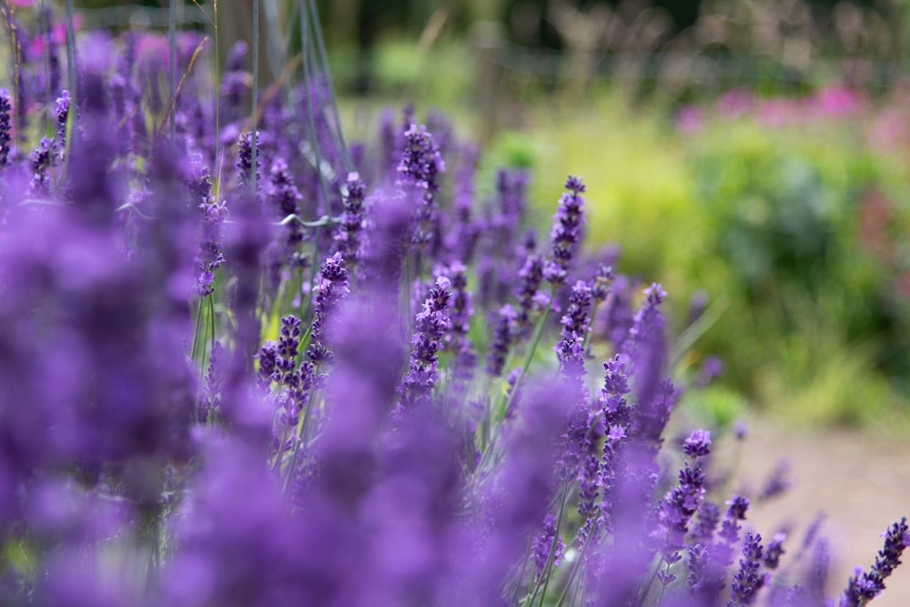 close up of purple flowers