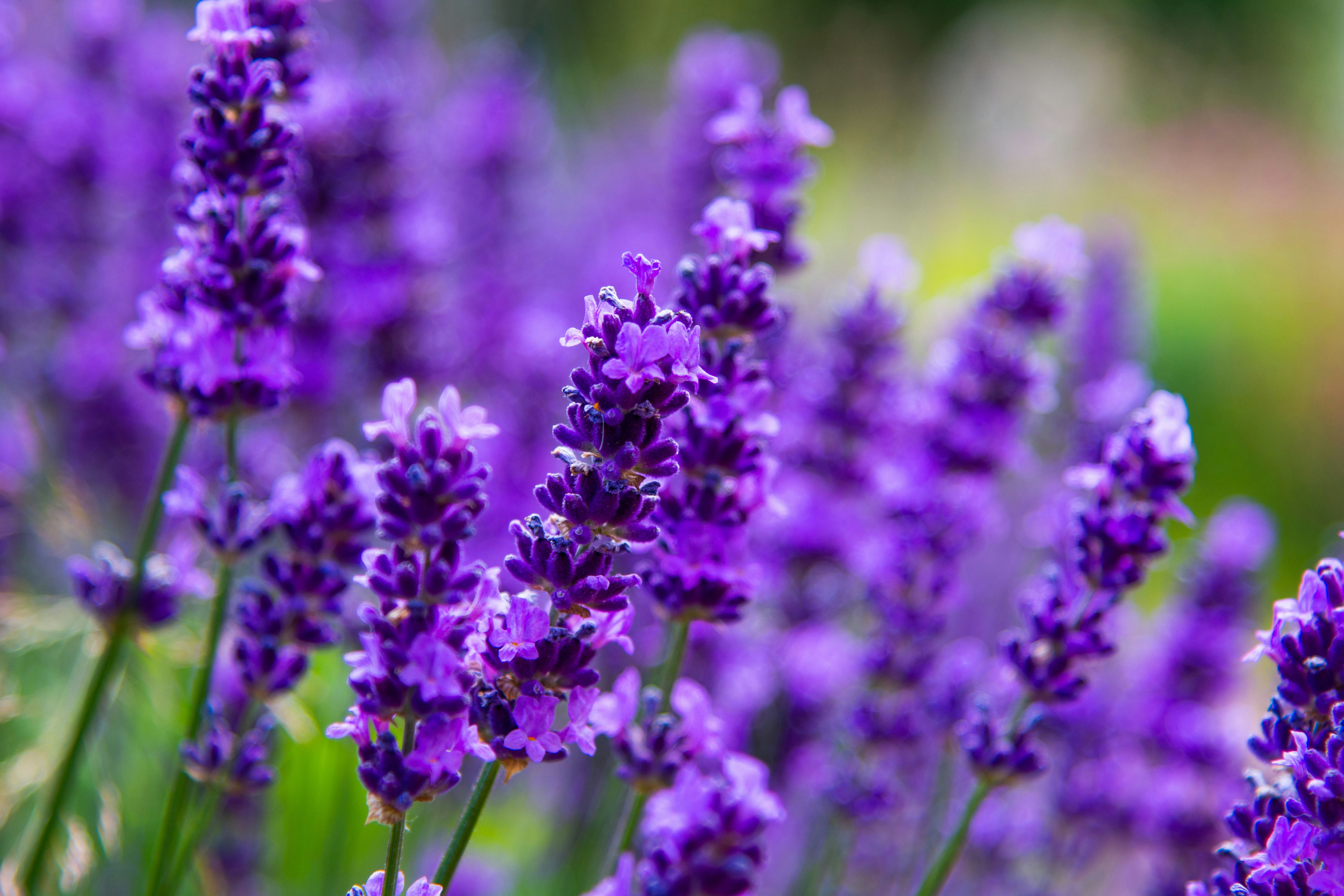 Photo by maplerockdesign