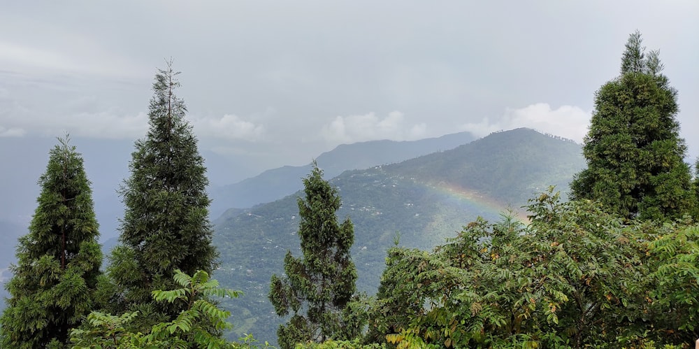 a view of a mountain range from a forest