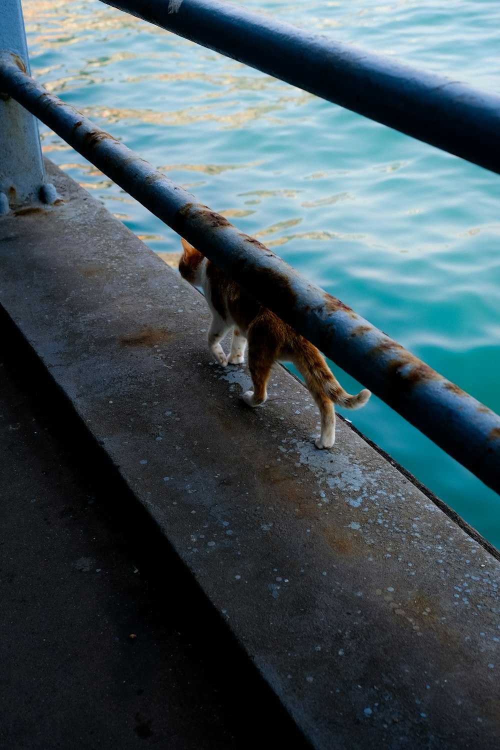 a cat on a metal railing