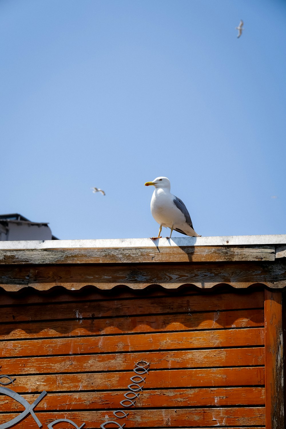 a seagull on a roof