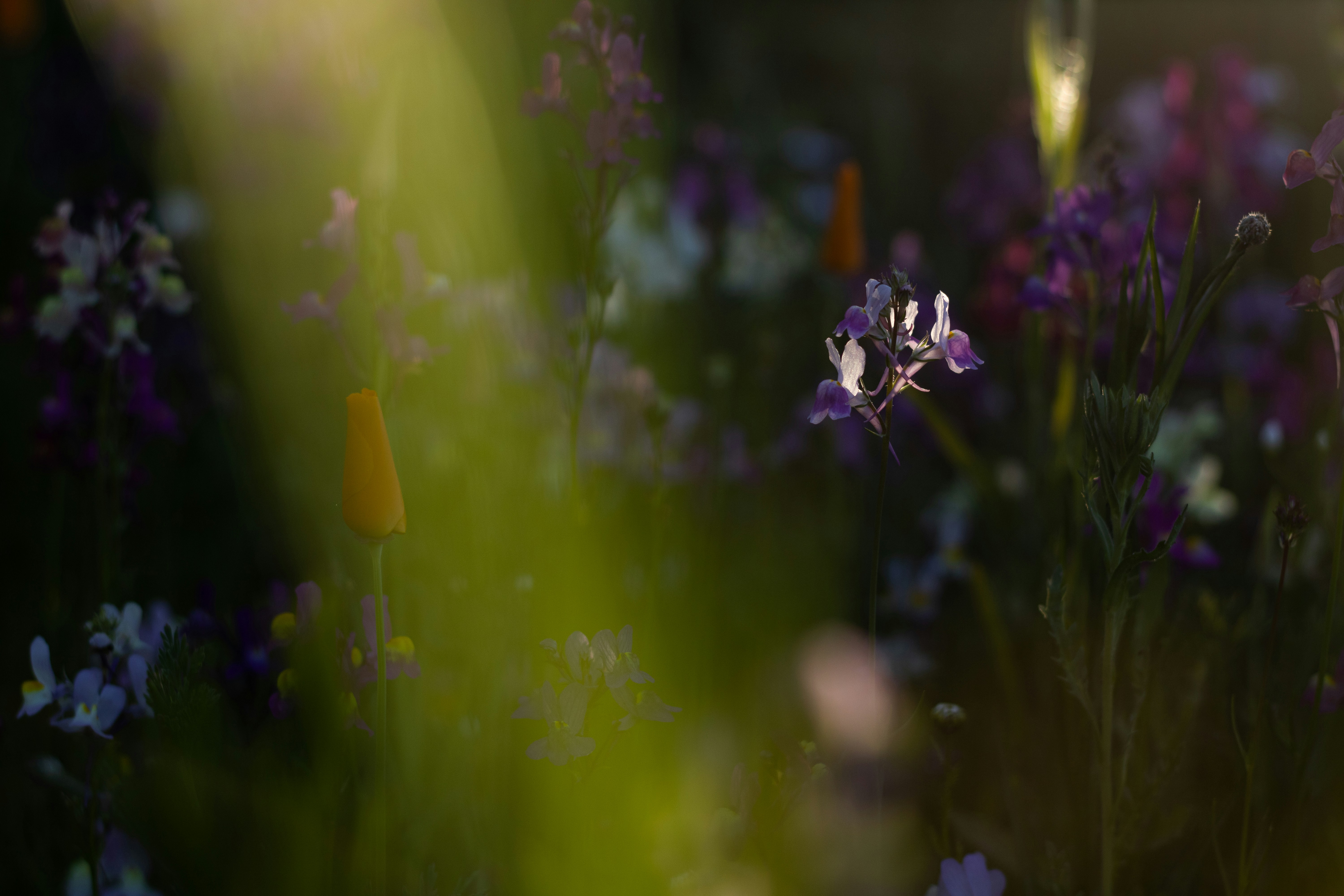 Photo by mirkofabian