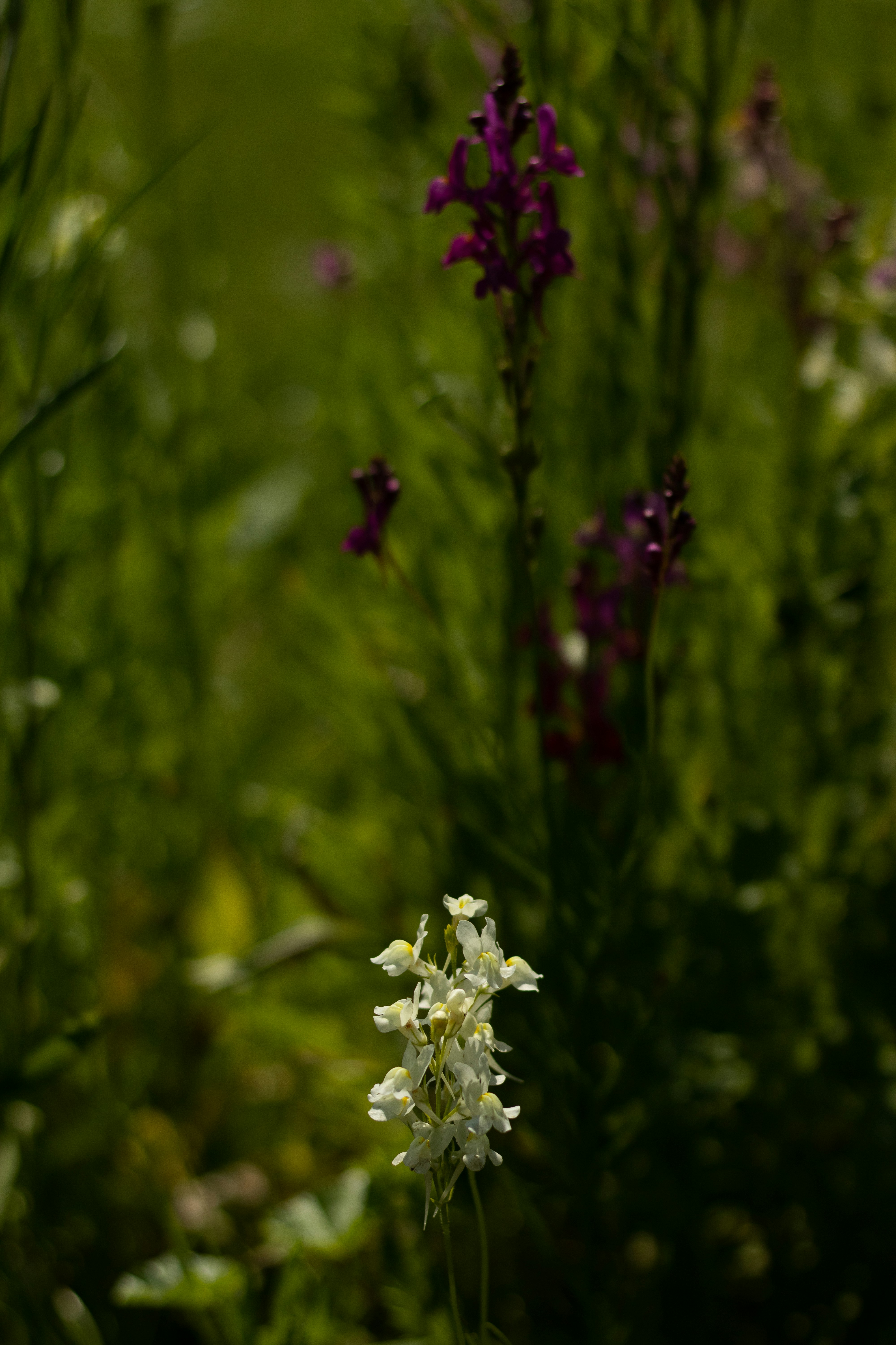 Photo by mirkofabian