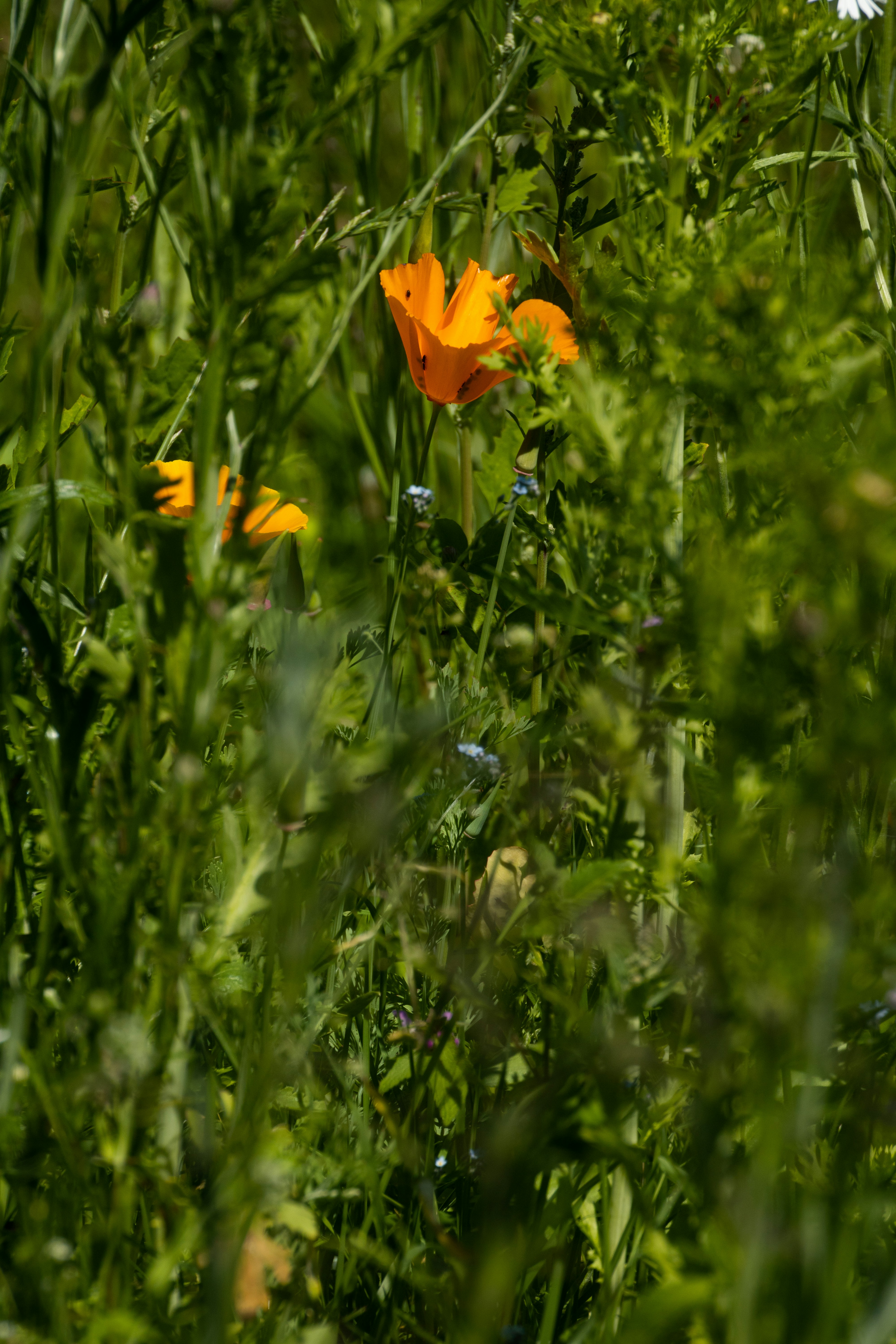 Photo by mirkofabian