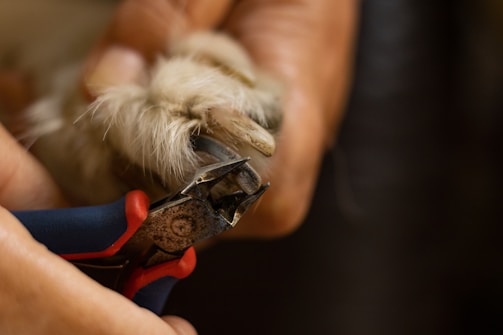 a person holding a small object