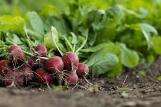Close-up of freshly harvested root vegetables resting on rich, dark soil, bathed in soft morning light.