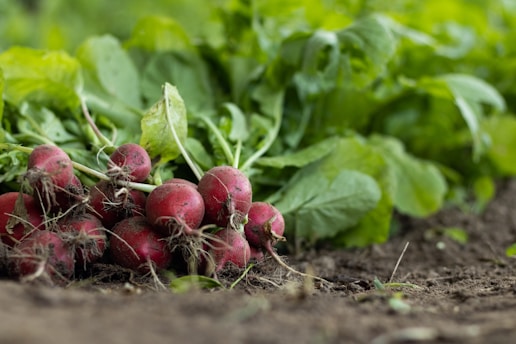 Close-up of freshly harvested root vegetables resting on rich, dark soil, bathed in soft morning light.