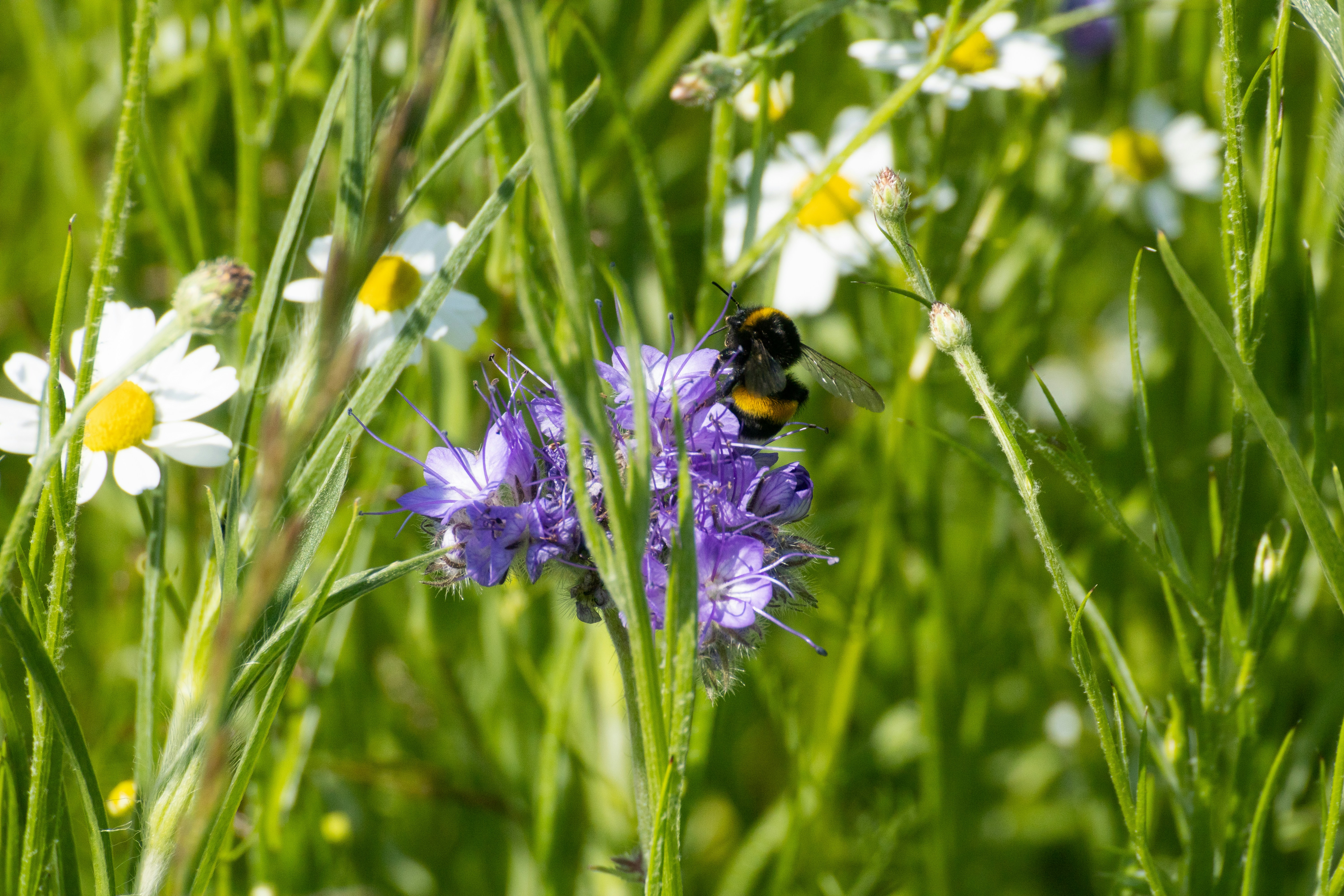 Photo by mirkofabian