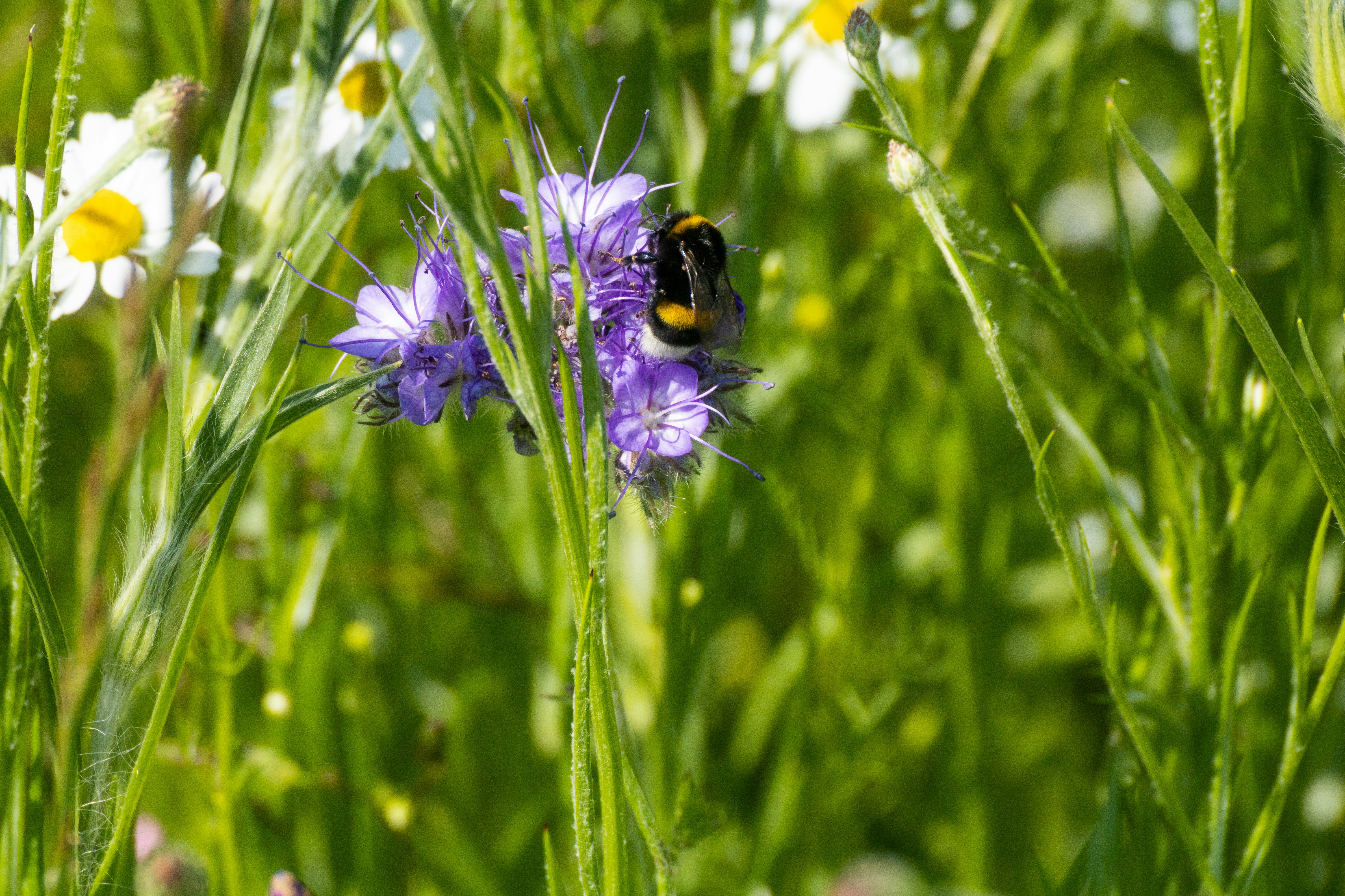 Photo by mirkofabian