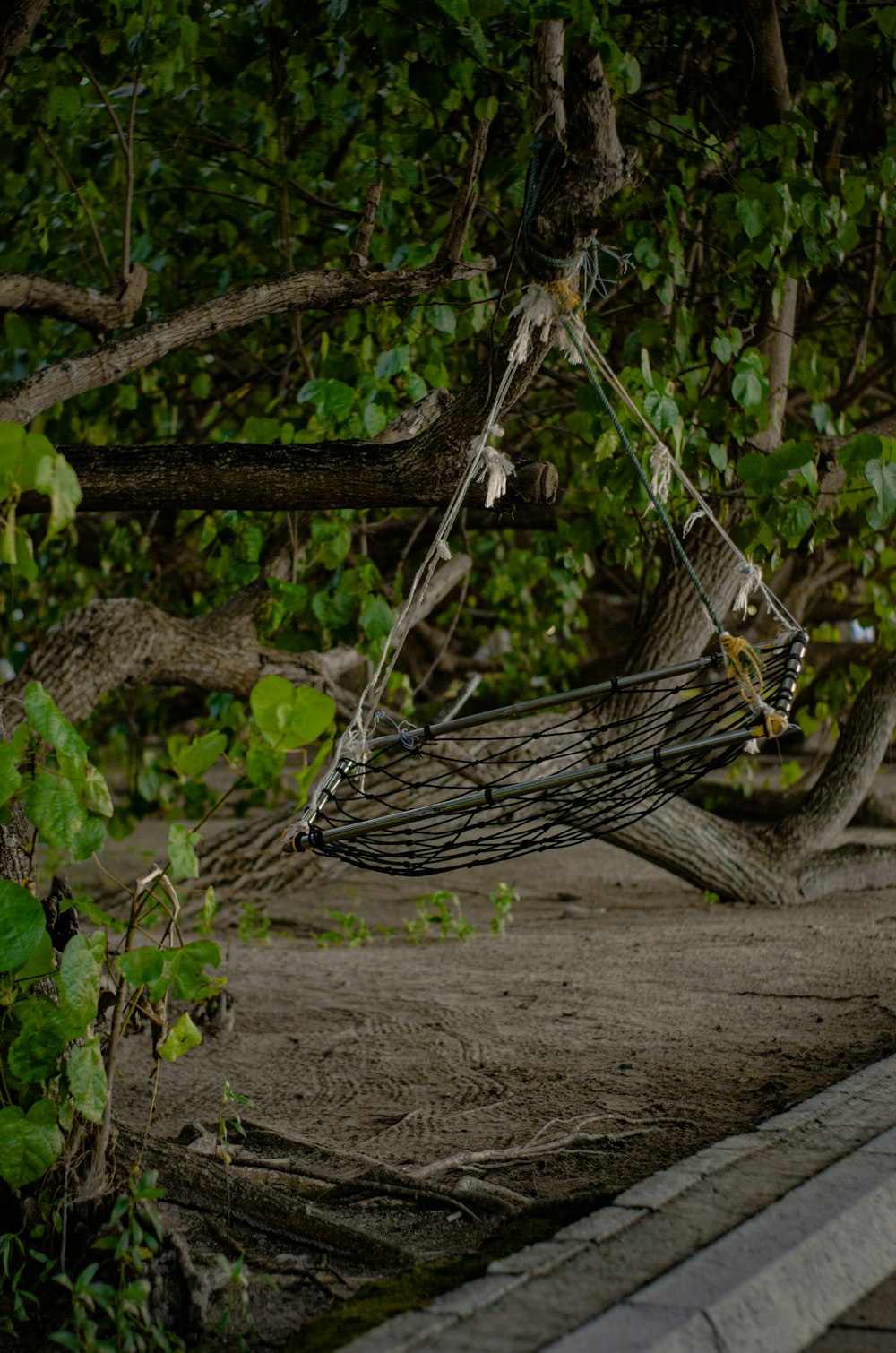 a dragonfly on a branch