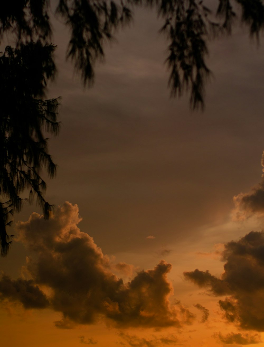 a sunset with palm trees