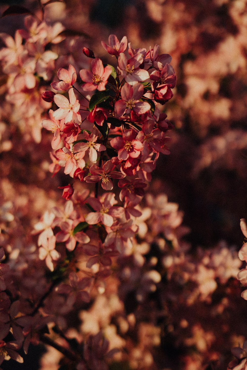 a close up of a flower