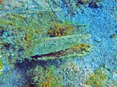 A whimsical scene showing Bigorneau meeting diverse ocean friends.