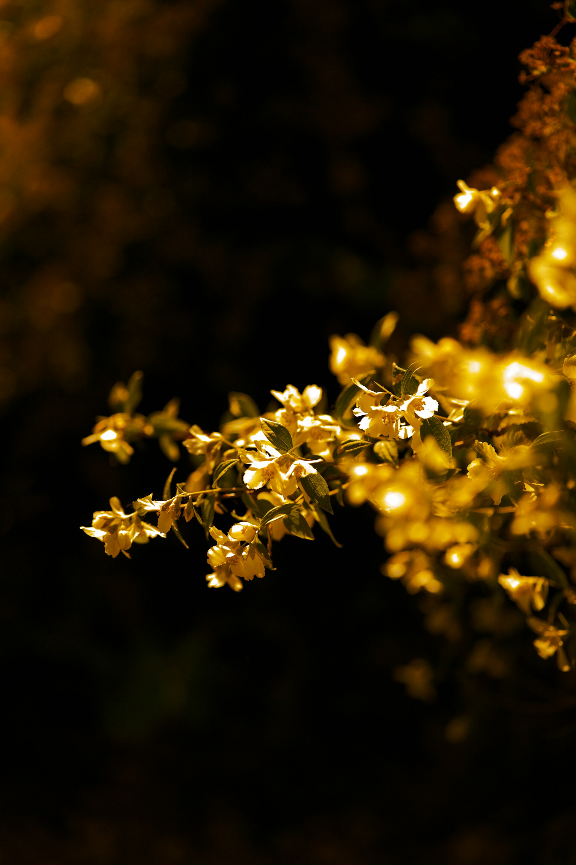 a close up of a plant