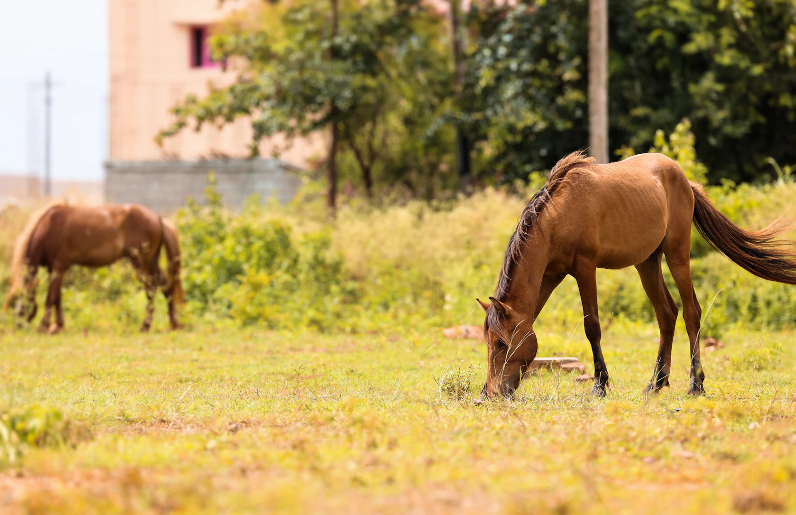 Horses grazing peacefully in a green pasture at The Grazing Trust sanctuary