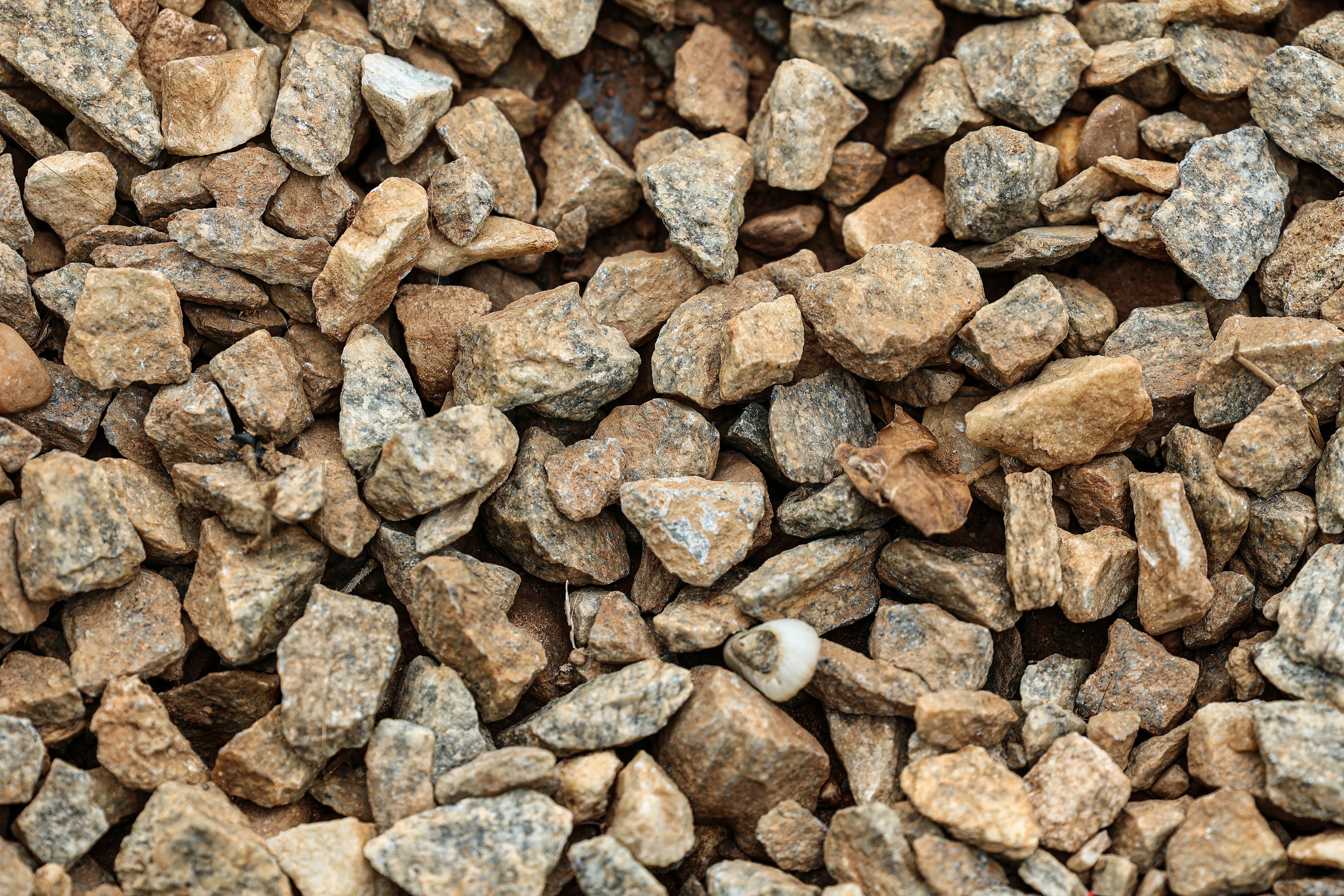 Photo by pavannaikfcds