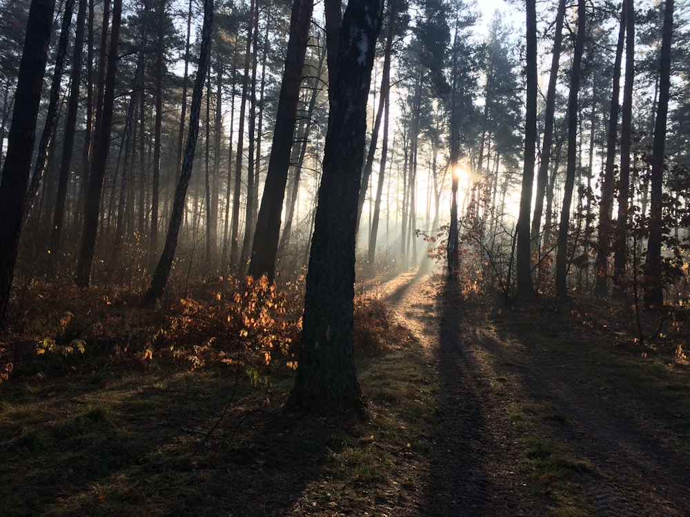 a dirt path through a forest