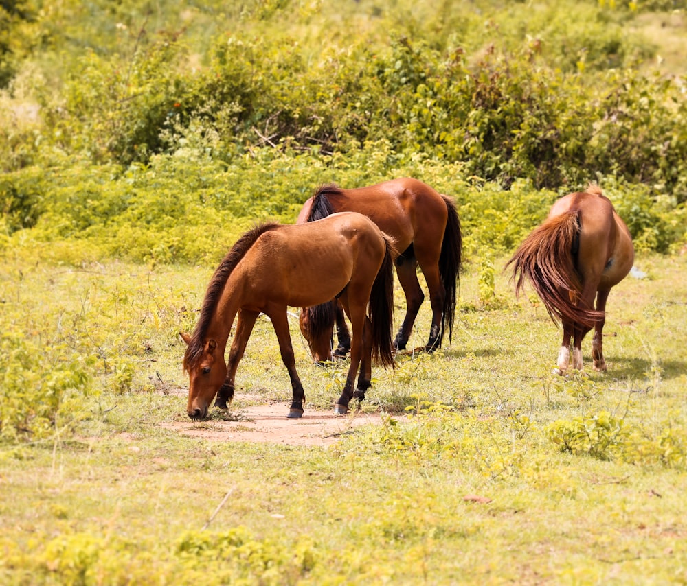 horses grazing in a field