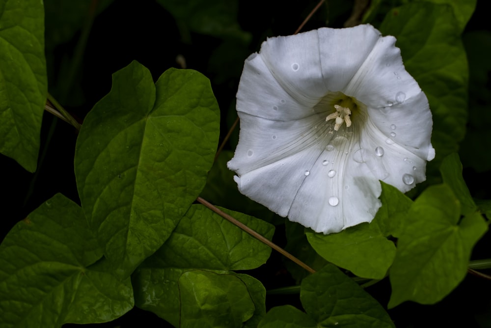 a close up of a flower