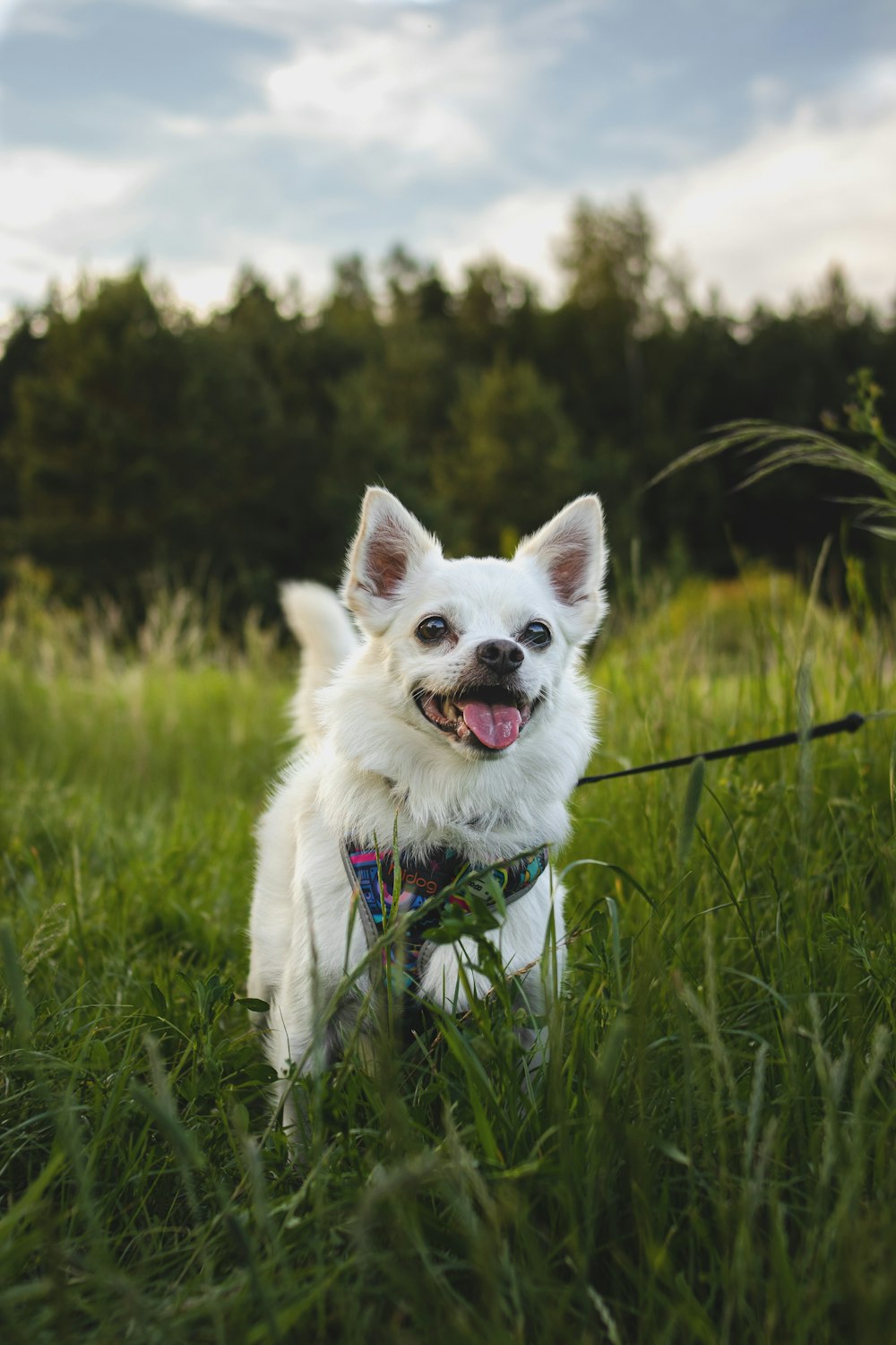 a dog on a leash in a grassy field
