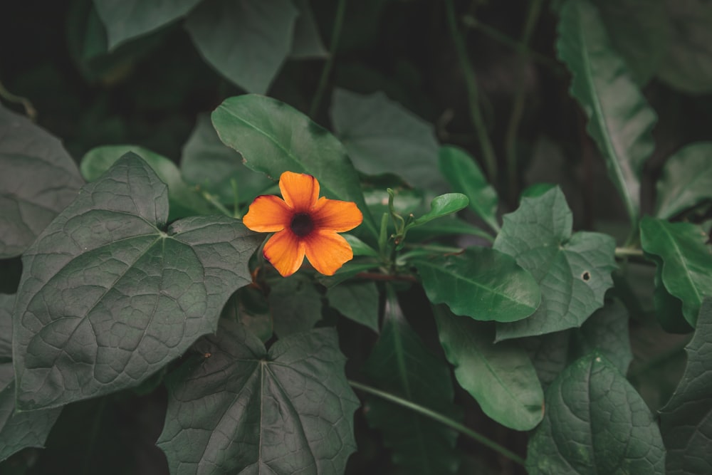 a flower surrounded by leaves