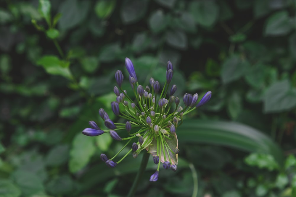 a close up of a purple flower