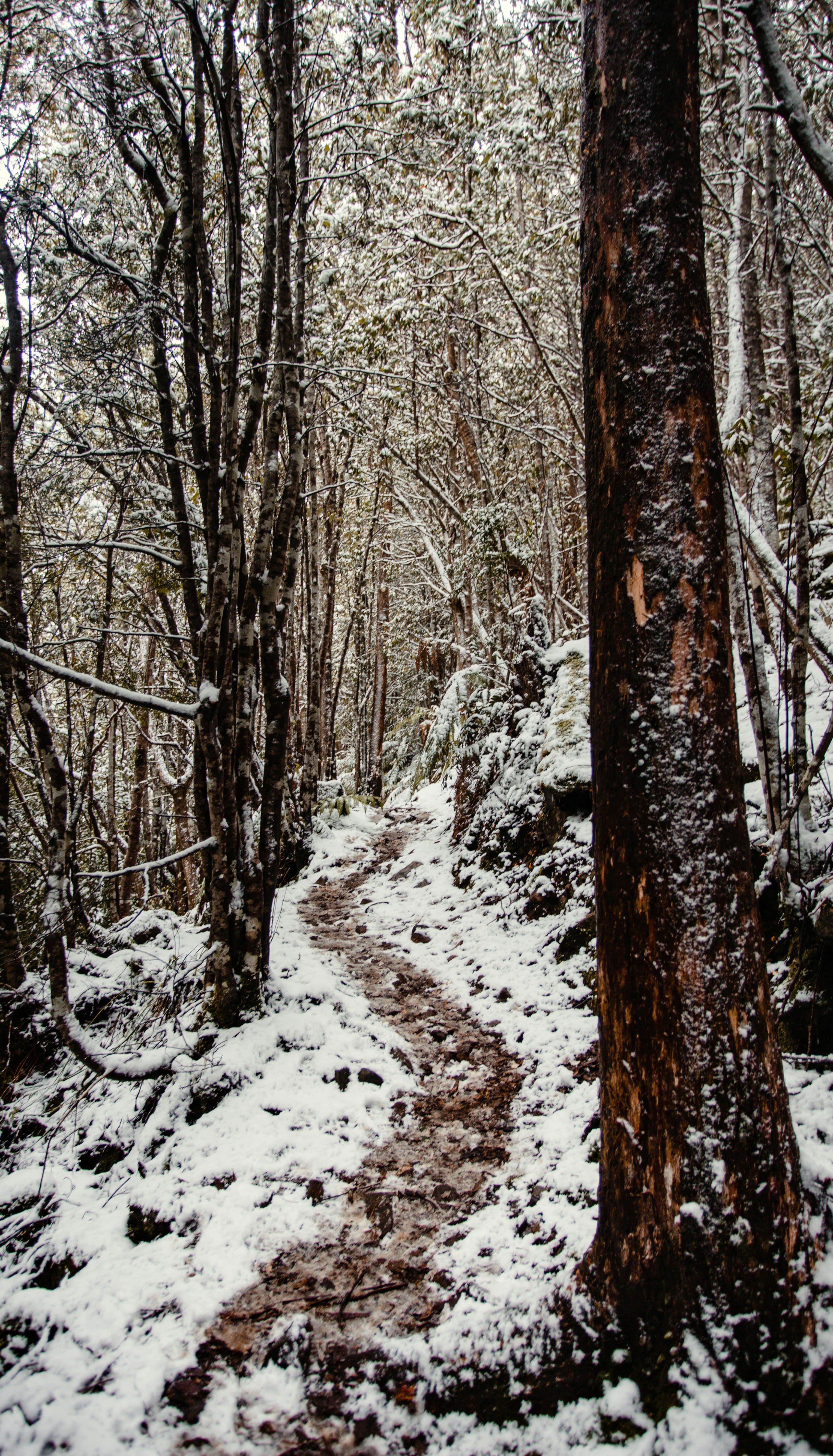 a tree covered in snow