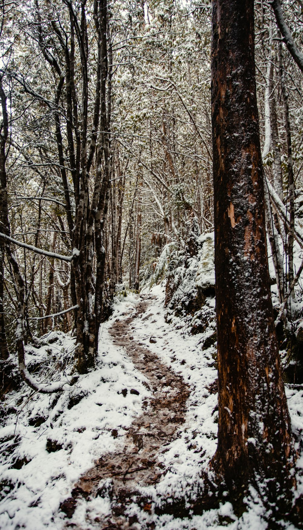 a tree covered in snow