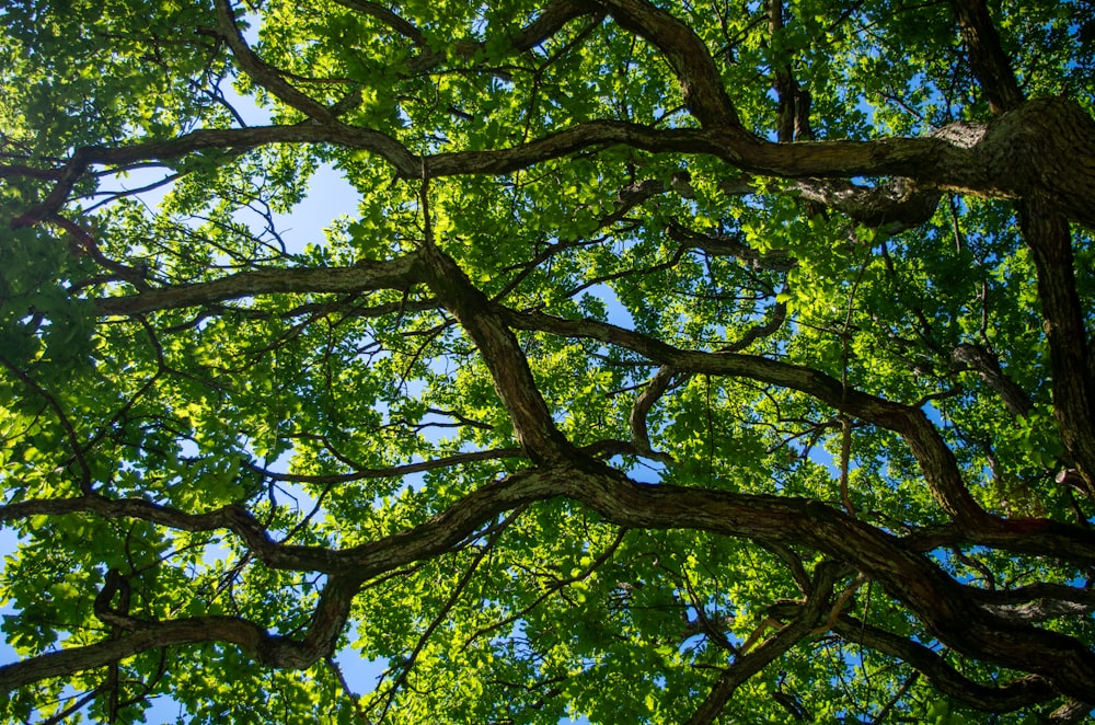 looking up at a tree with green leaves