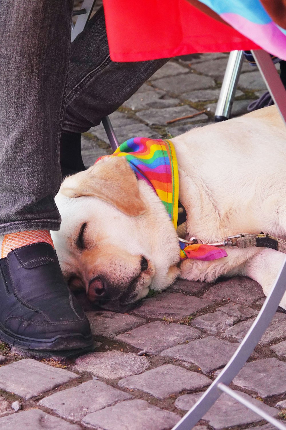 a dog wearing a rainbow hat