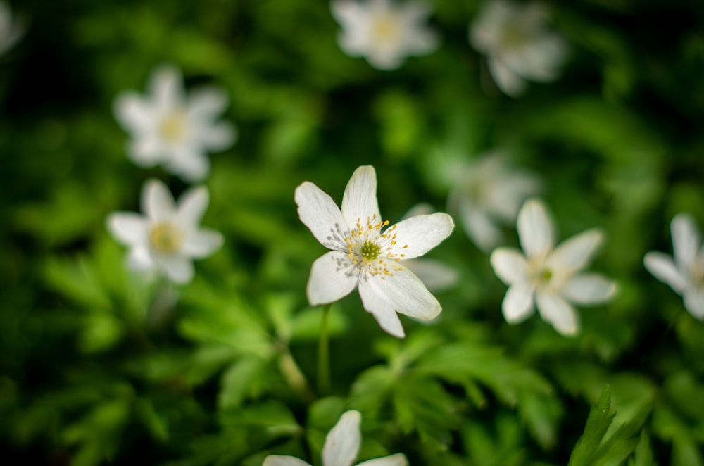 a group of white flowers