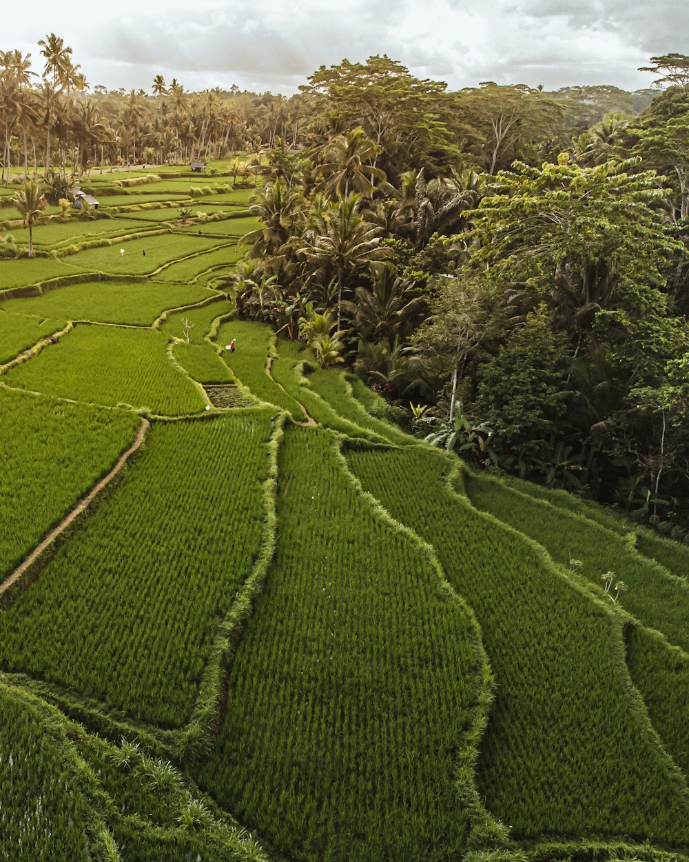 a large green field