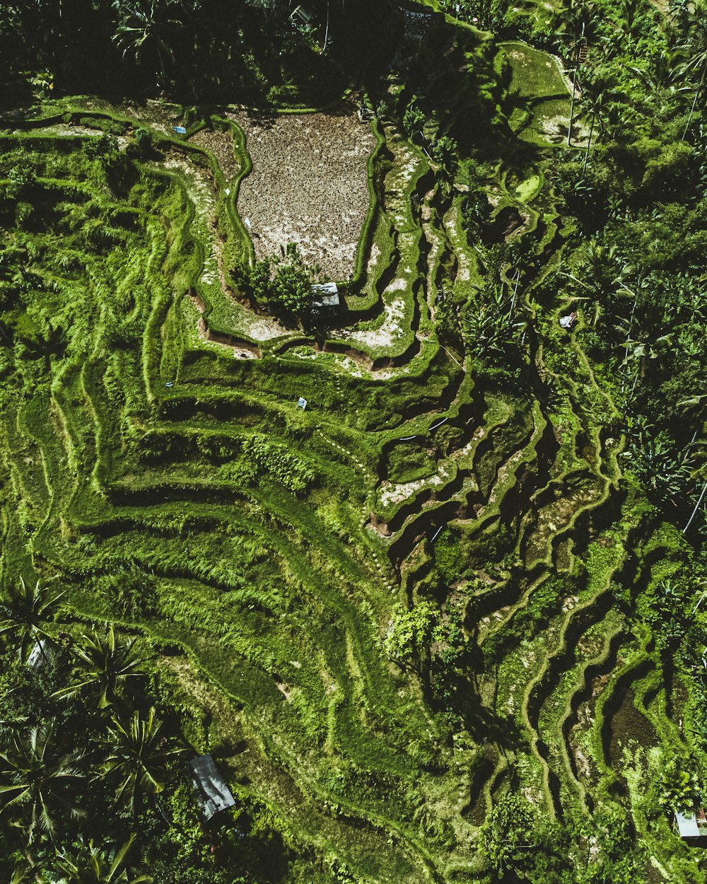 una gran área con árboles a su alrededor