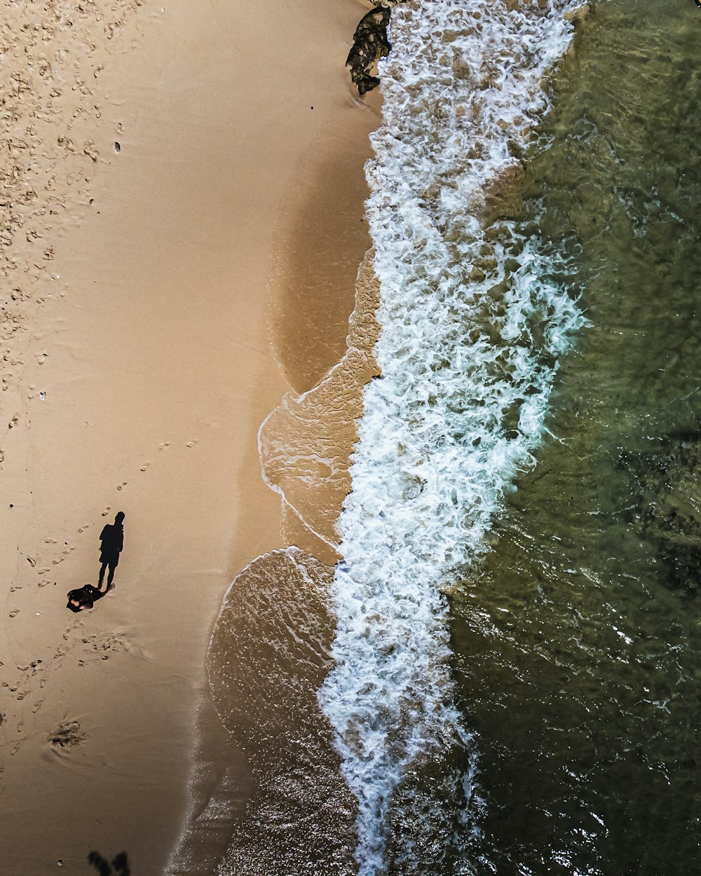 a person and a dog on a beach