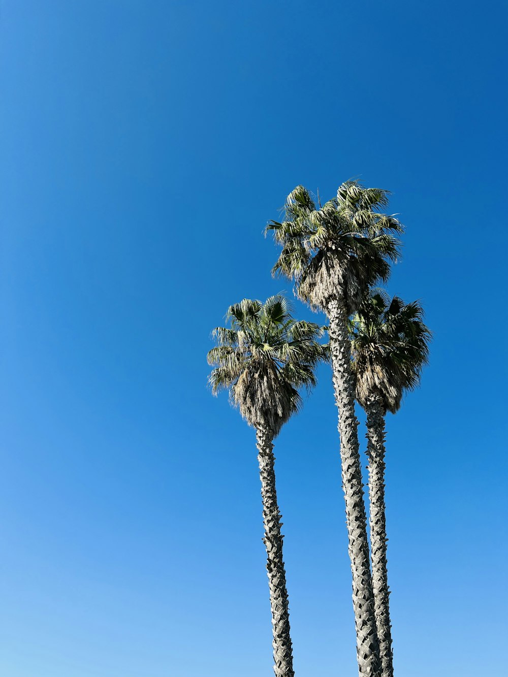 a group of palm trees