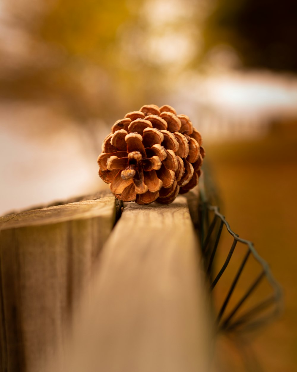 Un cono de pino en una cerca