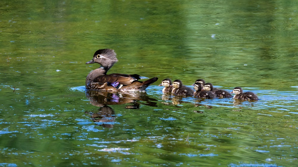 a group of ducks swimming in a pond