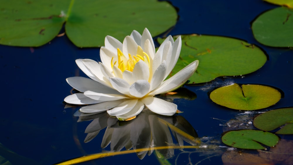 a white flower on a lily pad