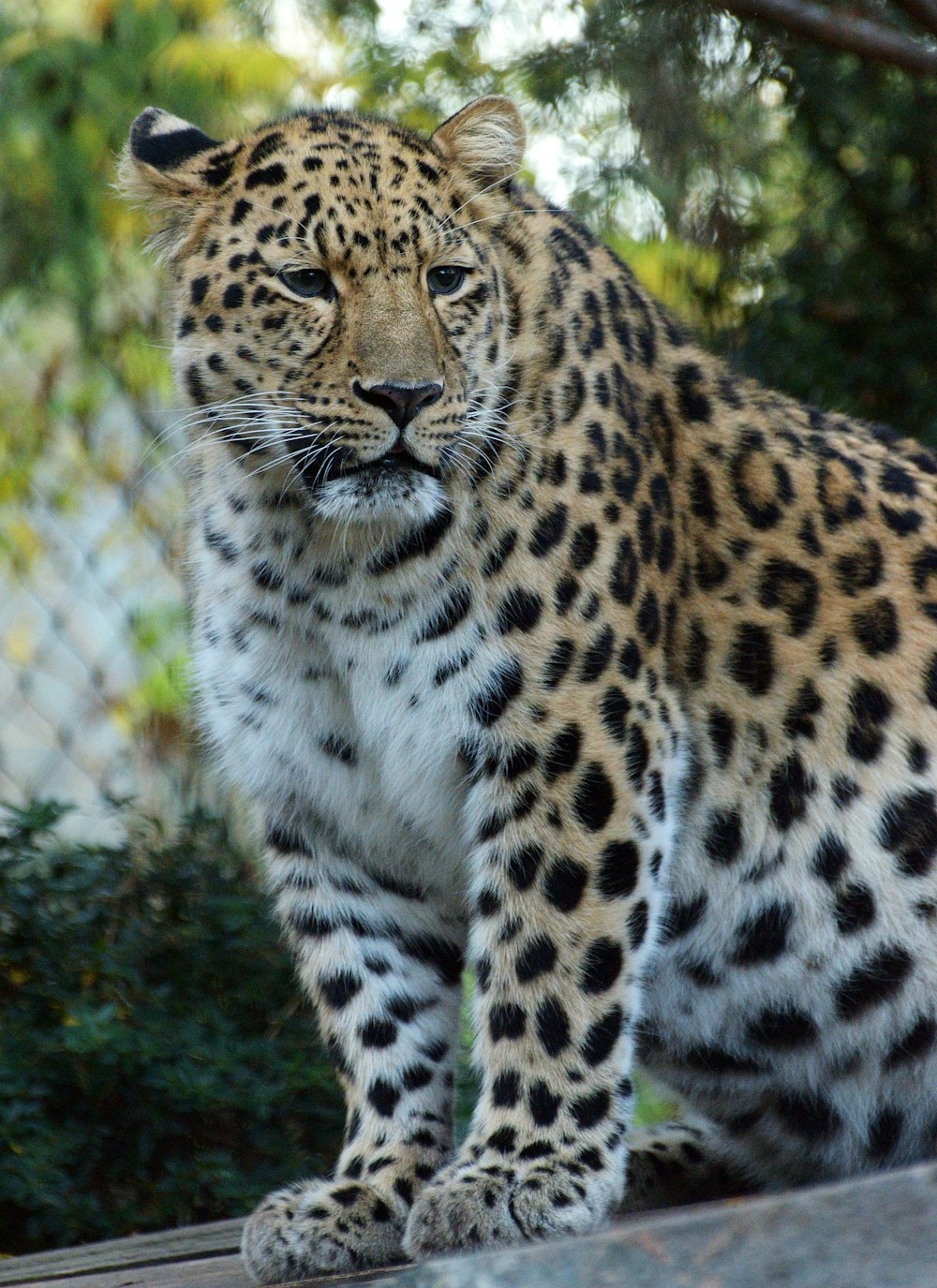 a leopard standing on a ledge