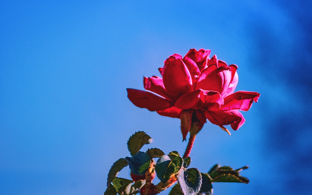 a red rose on a branch