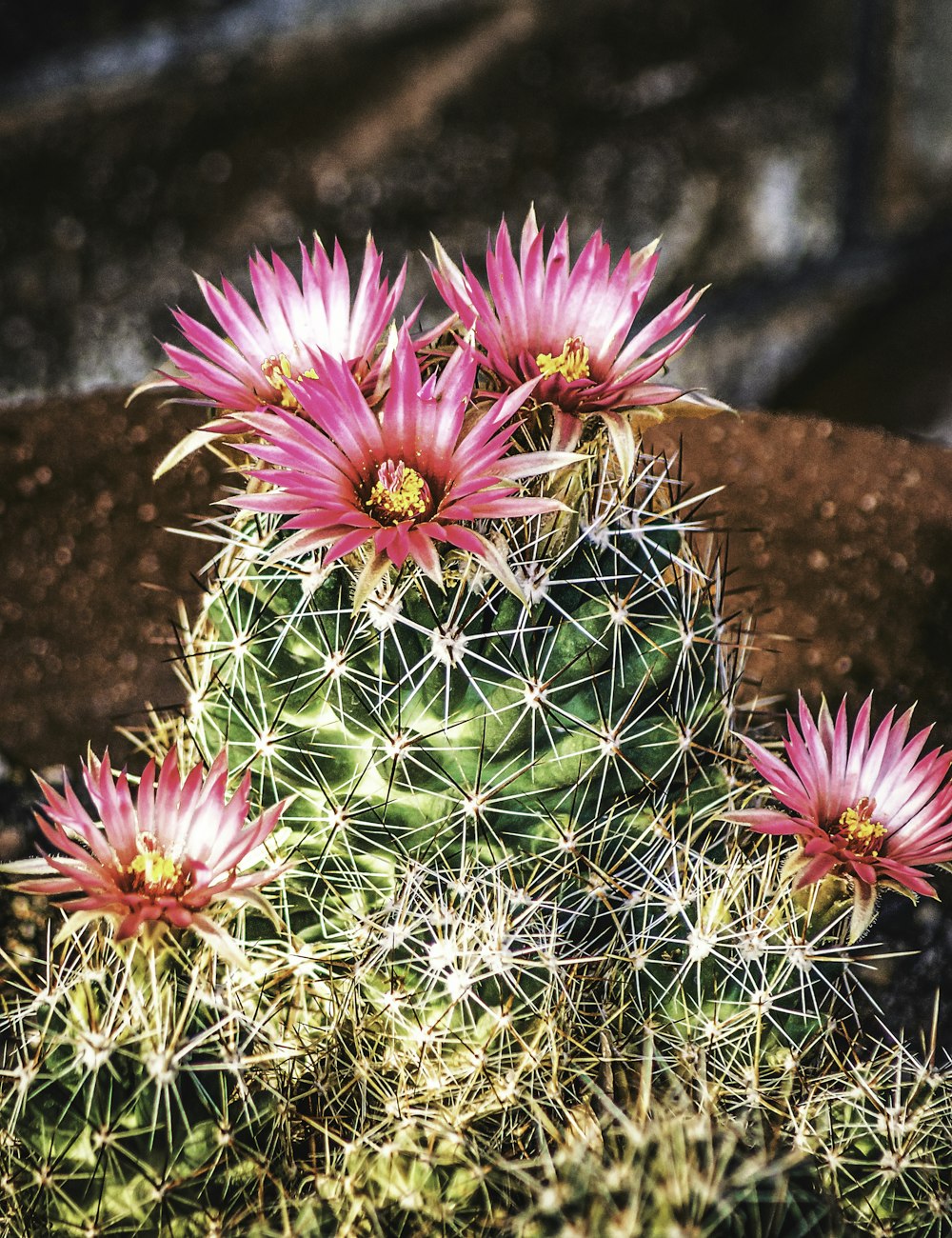 a group of pink flowers