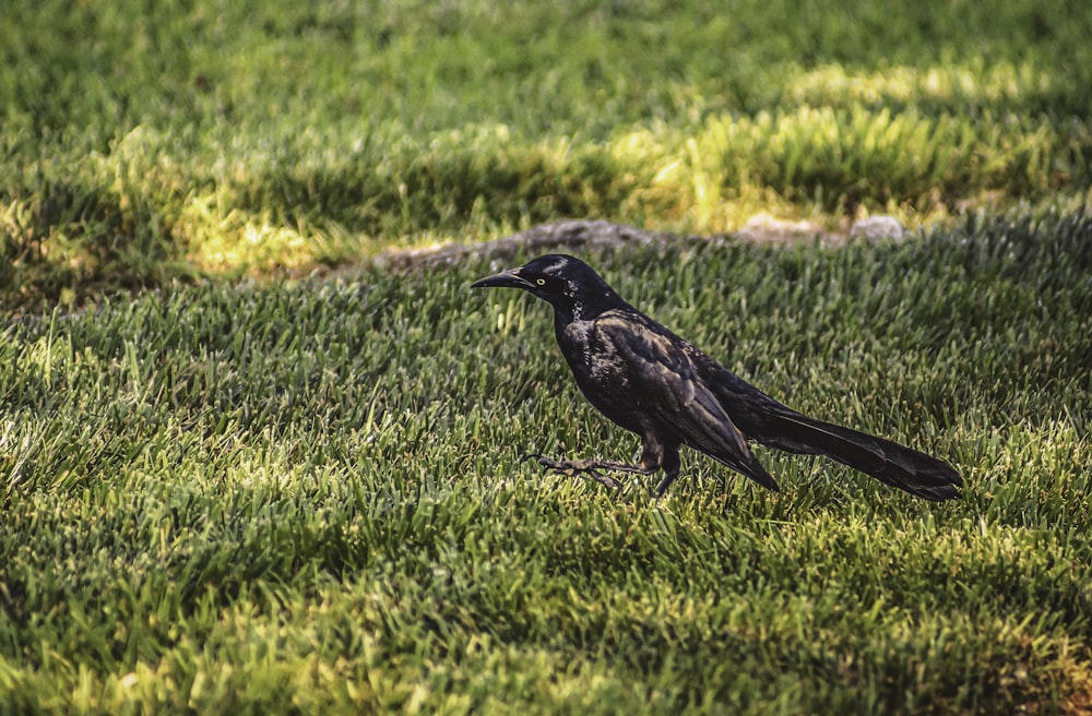 a bird standing on grass